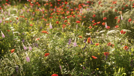 Wild-flower-garden-with-poppies-with-morning-sunlight