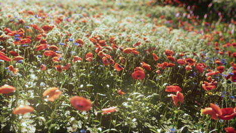 wild-flower-mix-with-poppies