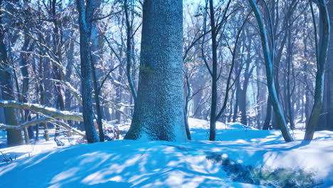 Warmer-Wintersonnenuntergang,-Der-Durch-Einen-Wald-Mit-Hohen-Kiefern-Scheint