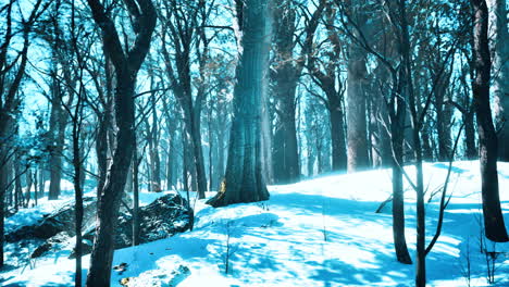 Warmer-Wintersonnenuntergang,-Der-Durch-Einen-Wald-Mit-Hohen-Kiefern-Scheint