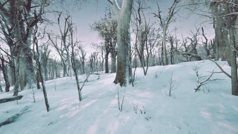 Paisaje-Invernal-En-Un-Bosque-De-Pinos-El-Sol-Brilla-A-Través-De-Los-árboles