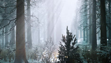 winter-foggy-beech-and-spruce-forest-scene