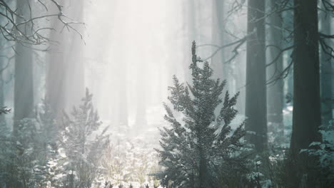 Winterliche-Neblige-Buchen--Und-Fichtenwaldszene