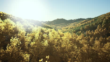 Valle-Con-árboles-De-Otoño-Entre-Las-Montañas-Iluminadas-Por-El-Sol-Al-Atardecer