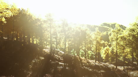 Valle-Con-árboles-De-Otoño-Entre-Las-Montañas-Iluminadas-Por-El-Sol-Al-Atardecer