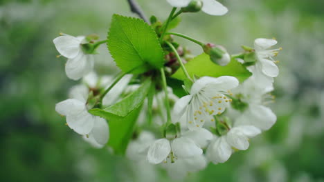 White-flowers-on-cherry-tree.-Spring-background.-Cherry-tree-blossoming