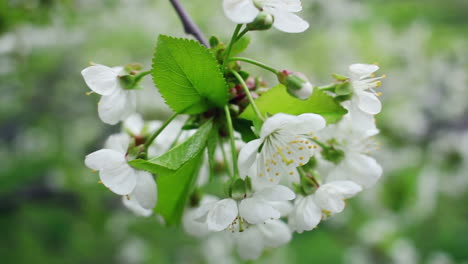 White-flowers-on-blossoming-cherry-tree-in-spring.-Blooming-cherry-flowers