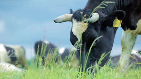 Cattle-cow-grazing-in-field.-Dairy-cattle-grazing.-Agriculture-industry