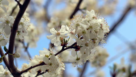 Spring-blossom.-Flower-blooming-on-tree-branch.-Closeup.-Blue-sky
