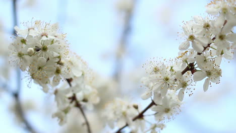 Tree-branches-with-flowers-in-spring.-Two-branches-of-blooming-cherry-tree