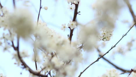 Spring-flowers-on-tree-on-sky-background.-White-flowers-on-cherry-branches