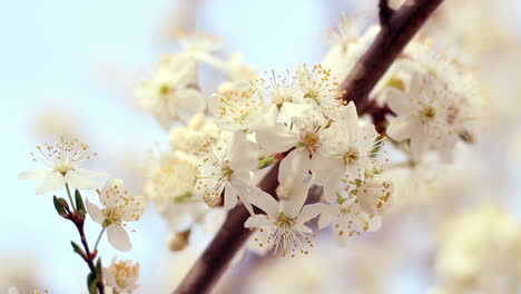 Cherry-tree-bloom.-Closeup.-Delicate-cherry-flowers-in-sun-light