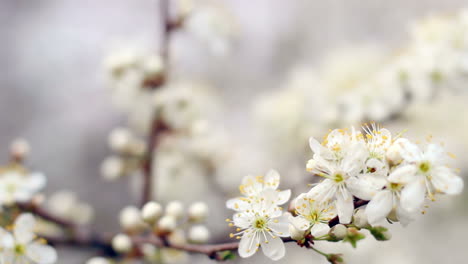 Spring-background.-Cherry-blossom-in-bright-sunlight.-Cherry-tree-blossom
