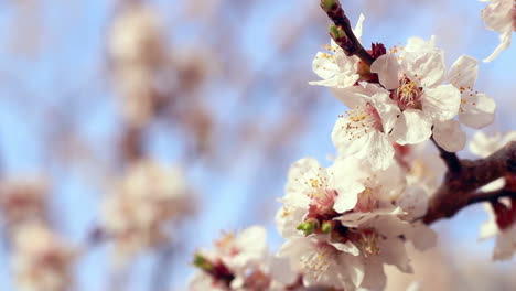 Apricot-blossom.-Closeup.-Apricot-flowers-on-branch-of-apricot-tree