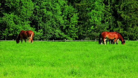 Horses-graze-on-green-field.-Herd-horses-grazing-on-pasture.-Rural-landscape.