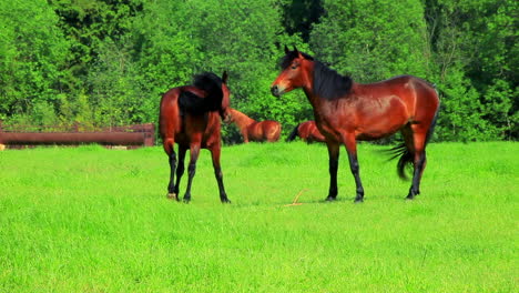 Horses-walking-on-green-field.-Brown-horses-grazing-on-pasture