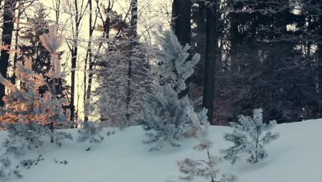 Sunlight-in-winter-forest.-Backlight-trees-in-snowy-scene.-Sunset-in-forest