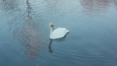 Swan-dive.-Diving-swan.-Waterfowl-bird.-White-swan-swimming-in-lake
