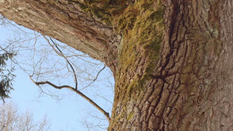 Tree-trunk.-Tree-bark.-Closeup.-Oak-tree-in-winter.-Tree-in-winter-forest