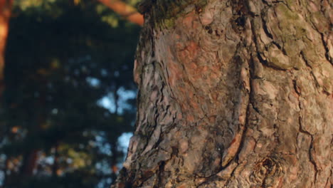 Pine-tree-trunk.-Pine-tree-bark.-Closeup.-Pine-tree-in-spring-forest.-Macro