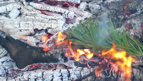 Pine-branch-burn-in-campfire.-Closeup.-Branch-of-evergreen-tree-burns-in-fire