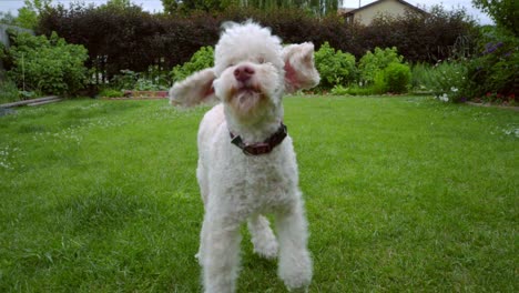 Poodle-dog-shakes-on-green-lawn.-Cute-animal-dog-shaking.-White-pet-playing