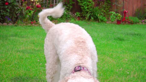 Playful-dog-running-grass.-White-poodle-playing-outside.-Lovely-pet-training