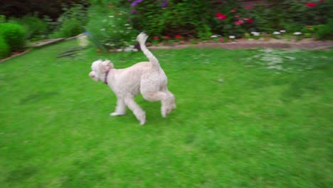 White-labradoodle-running-grass.-Playful-dog-on-garden-backyard