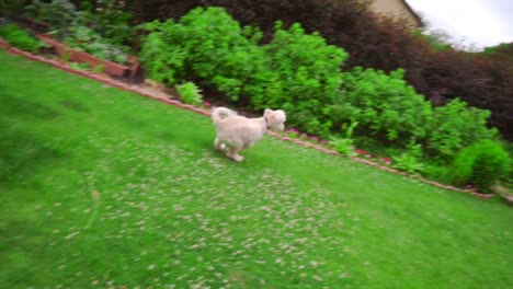 Weißer-Hund,-Der-Sich-Hinlegt.-Weißer-Pudel,-Der-Draußen-Spielt.-Verspielter-Hund,-Der-Gras-Läuft