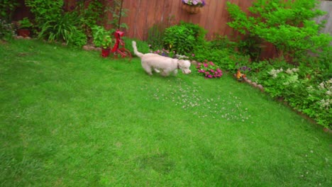 Dog-running-grass.-White-poodle-dog-running-on-green-grass-at-garden-backyard
