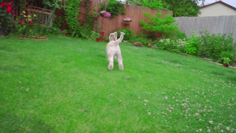 Playful-dog-running-grass-on-backyard-garden.-White-poodle-dog-playing-outside