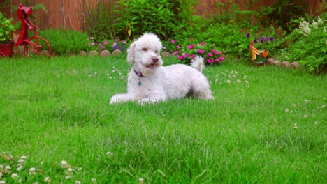 Dog-laying-down.-White-Labradoodle-lying-on-green-grass.-Cute-animal-on-grass