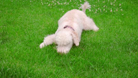 White-poodle-dog-lying-on-green-grass.-Puppy-eating-grass.-Calm-dog-sniffing