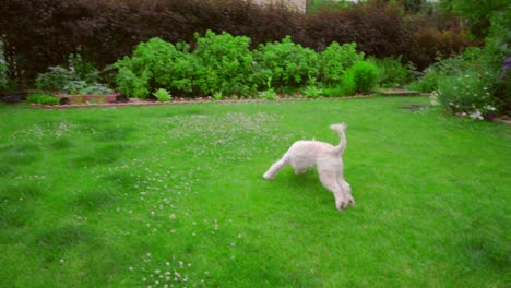 Man-hand-throwing-ball.-Dog-playing-with-toy.-White-poodle-dog-chasing-ball