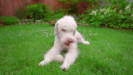 Labradoodle-lying-down-at-green-lawn.-Dog-licking-lips.-White-dog-on-grass