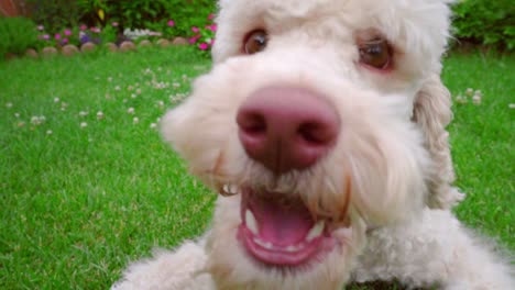 Playful-dog-eating-grass.-Close-up-of-white-dog-looking-at-camera.