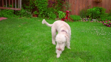 Dog-running-grass.-Labradoodle-with-ball-on-backyard.-Pet-playing-on-green-lawn