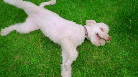 White-dog-lying-on-green-grass.-Dog-holding-ball-in-mouth.-White-poodle-resting