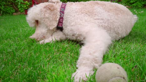 White-poodle-dog-eating-grass.-Closeup-of-white-dog-lying-on-green-lawn