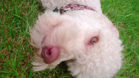 Dog-face-close-up.-Dog-licking-lips.-Playful-pet-lying-on-grass.-Dog-mouth-open