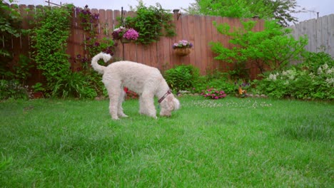 White-poodle-dog-sniffing.-Animal-walking-grass.-Lovely-pet-on-backyard-garden