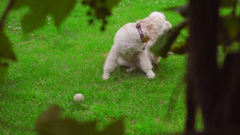 Dog-scratching-on-green-grass.-White-Labradoodle-itching-on-lawn