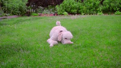 White-poodle-lying-on-green-grass.-Puppy-playing-with-ball.-Dog-with-toy