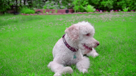 Calm-dog-lying-on-green-grass.-White-dog-portrait.-White-Labradoodle