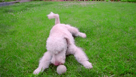 Playful-dog-running-away-from-ball.-White-labradoodle-running-grass
