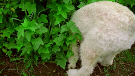 White-dog-sniffing.-White-poodle-in-garden.-Smart-dog-search-in-garden-bush