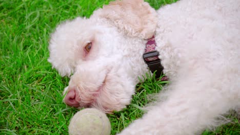Weißer-Pudelhund-Spielt-Mit-Ball-Auf-Grünem-Gras.-Nahaufnahme-Des-Weißen-Hundegesichts
