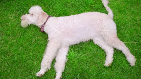 Dog-resting-on-lawn.-White-dog-lying-on-green-grass.-White-labradoodle