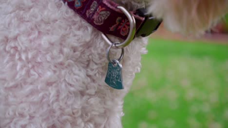 Dog-collar-tag.-Close-up-of-blue-metal-tag-on-dog-collar.-Dog-with-collar