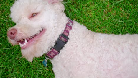 White-poodle-dog-on-green-grass.-Close-up-of-white-dog-turn-on-meadow